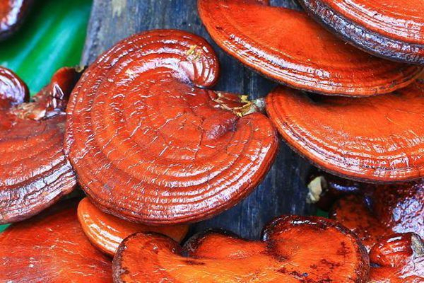 Hongo reishi 500mg 60caps Keho